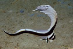Juvenile drum fish aboard the Spiegel Grove in Key Largo. by Carl Matisse 